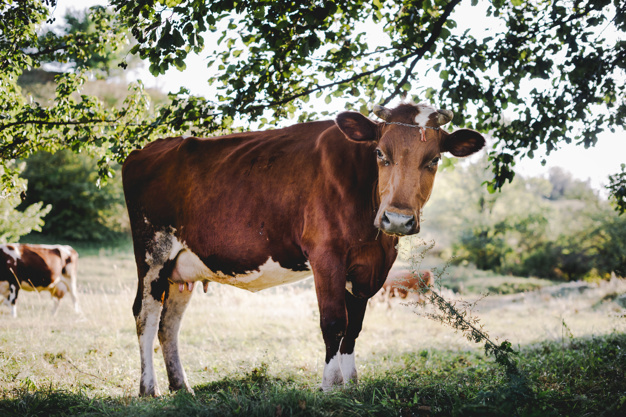 Notícia excelente para a pecuária: EUA reabre compra de carne in natura brasileira