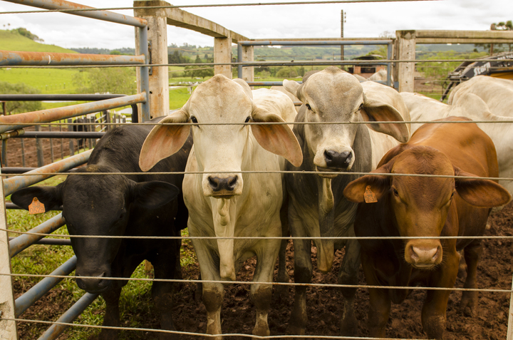 Embarque de carne bovina entre janeiro e julho sobe quase 20%