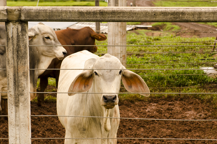 Exportação de carne bovina mantém o ritmo acelerado em agosto