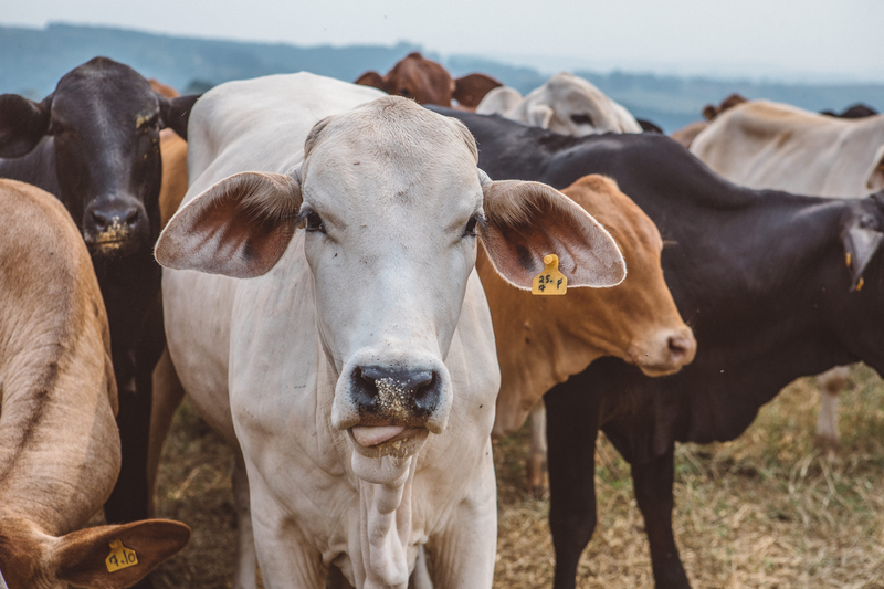 Produção de carne bovina deve crescer quase 40% no MT