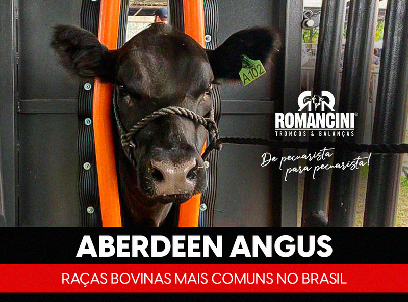 ABERDEEN ANGUS