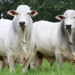 Com liberação de inseminação artificial, pecuária paraibana deve voltar a crescer