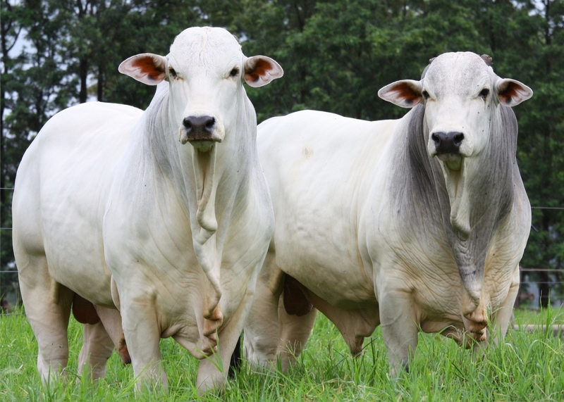 Com liberação de inseminação artificial, pecuária paraibana deve voltar a crescer