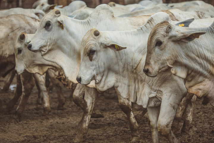Exportação de carne bovina cresce 12% em abril