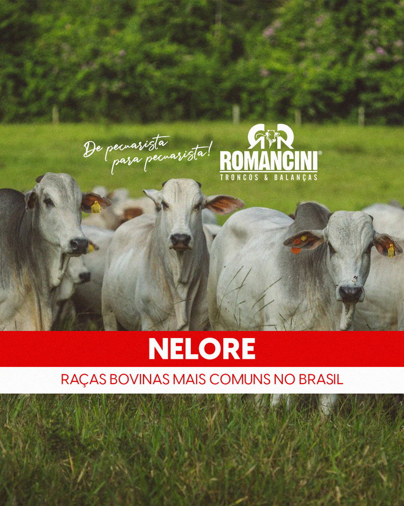 NELORE