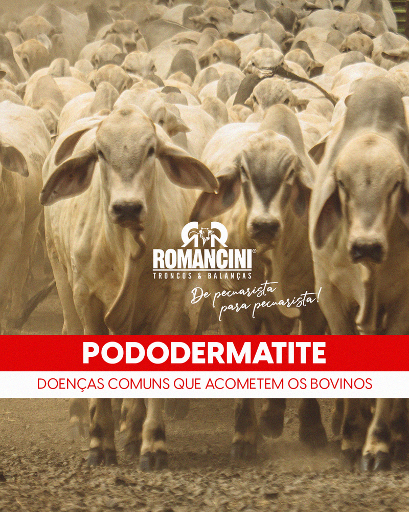 PODODERMATITE